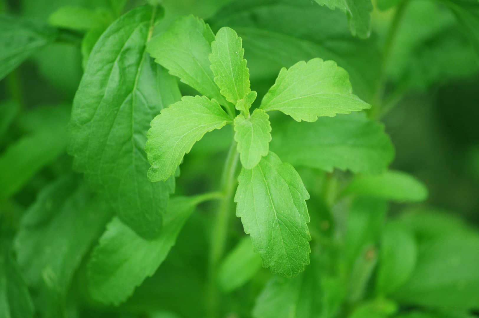 Qué es la Stevia y cuáles son sus beneficios